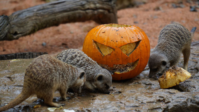 Meekrats eating a pumpkin after Halloween