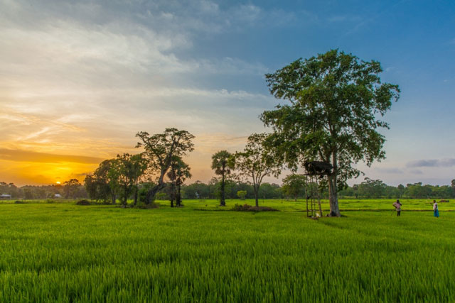 rice paddy at sunset in Sri Lanka