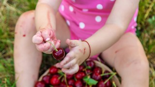 a close-up of a toddler girl's hands holding cherries from a big basket beneath them for a story on tart cherry juice for toddlers