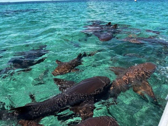 Large amount of nurse sharks swimming in clear waters