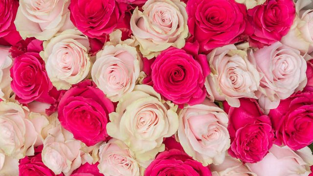 Costco’s 2024 Valentine’s Day Rose Sale: 50 Long-Stem Roses for $64.99!