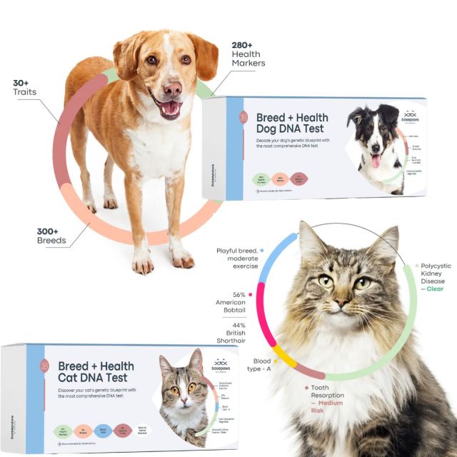 a dog, cat, and corresponding pet DNA tests