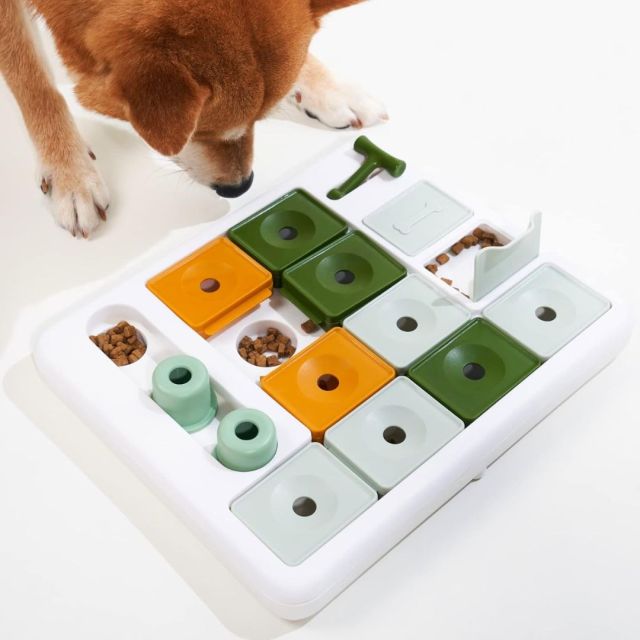 dog with dog puzzle
