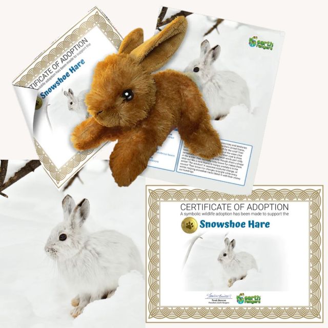 rabbit virtual adoption kit