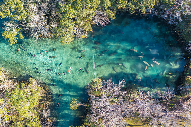 a view of turqoise crystal river in citrus county, florida