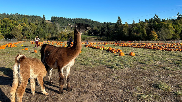 two llamas standing on a beautiful farm in oregon's mt hood territory