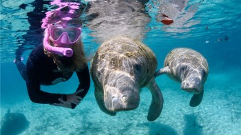a person swimming with manatees in florida's citrus county