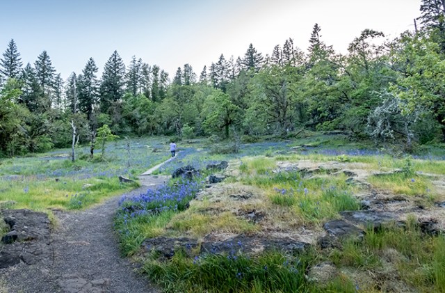 A beautiful still from the Camassia Nature Preserve in Oregon's Mt Hood territory, near the wooden shoe tulip festival