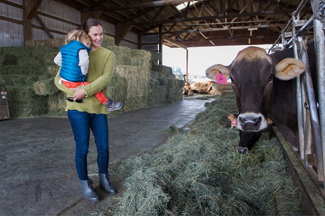 A mother and her kid looking at a cow at TMK Creamery in Oregon's Mt Hood Territory, near the wooden shoe tulip festival