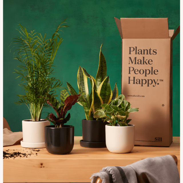 Mother's Day Gift Ideas the sill plant subscription