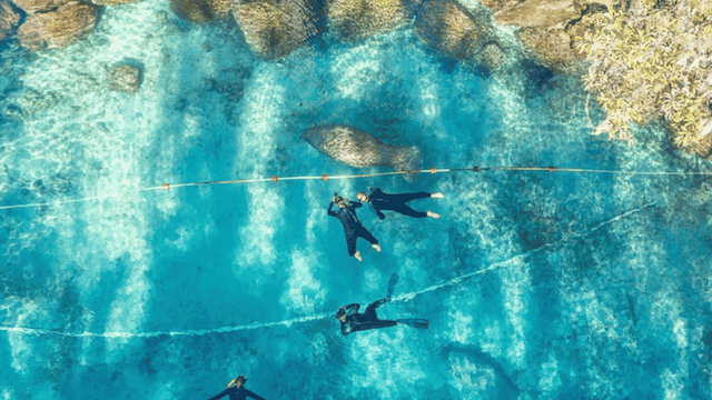 Swimming with a manatee in Citrus County